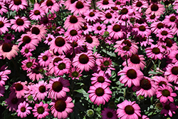 Prima Berry Coneflower (Echinacea 'Prima Berry') at Lakeshore Garden Centres