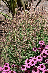 Meant To Bee Queen Nectarine Anise Hyssop (Agastache 'Queen Nectarine') at Lakeshore Garden Centres