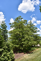 Chinese White Pine (Pinus armandii) at Lakeshore Garden Centres