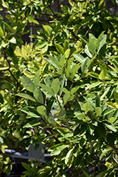 Glauca Sweetbay Magnolia (Magnolia virginiana 'Glauca') at Lakeshore Garden Centres