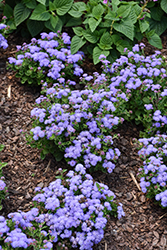 Bumble Blue Flossflower (Ageratum 'Wesagbubl') at Lakeshore Garden Centres