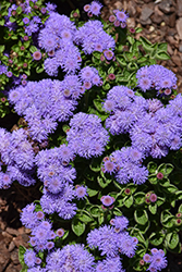Bumble Blue Flossflower (Ageratum 'Wesagbubl') at Lakeshore Garden Centres