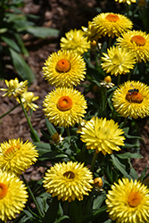 Granvia Gold Strawflower (Bracteantha bracteata 'Granvia Gold') at Lakeshore Garden Centres