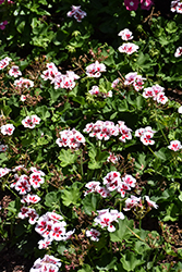 Sunrise White+Zest Geranium (Pelargonium 'KLEPZ24742') at Lakeshore Garden Centres