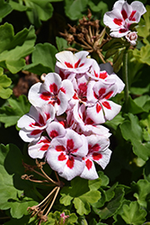 Sunrise White+Zest Geranium (Pelargonium 'KLEPZ24742') at Lakeshore Garden Centres