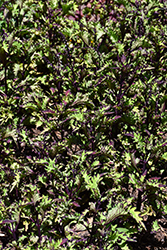 Rodeo Drive Coleus (Solenostemon scutellarioides 'Rodeo Drive') at Lakeshore Garden Centres