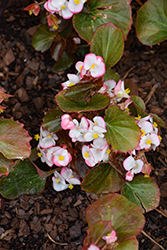 Cocktail Rum Begonia (Begonia 'Cocktail Rum') at Lakeshore Garden Centres