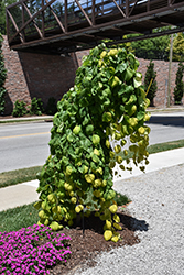 Golden Falls Redbud (Cercis canadensis 'NC2015-12') at Lakeshore Garden Centres