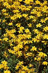 Bee Bold Bidens (Bidens 'Bee Bold') at Lakeshore Garden Centres