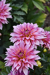 Venti Passion Fruit Dahlia (Dahlia 'Baldenink') at Lakeshore Garden Centres