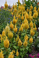 Century Yellow Celosia (Celosia 'Century Yellow') at Lakeshore Garden Centres