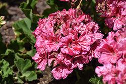 Big EEZE Pink Geranium (Pelargonium 'Big EEZE Pink') at Lakeshore Garden Centres