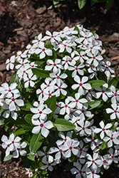 Soiree Kawaii White Peppermint Vinca (Catharanthus roseus 'Soiree Kawaii White Peppermint') at Lakeshore Garden Centres
