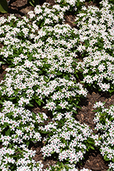 Soiree Kawaii White Peppermint Vinca (Catharanthus roseus 'Soiree Kawaii White Peppermint') at Lakeshore Garden Centres