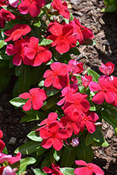 Titan-ium Dark Red Vinca (Catharanthus roseus 'PAS1527181') at Lakeshore Garden Centres