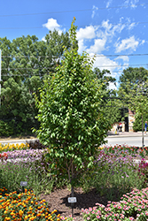 Palisade American Hornbeam (Carpinus caroliniana 'CCSQU') at Lakeshore Garden Centres