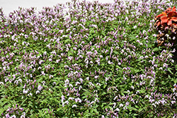 Clio Magenta Spiderflower (Cleome 'Clio Magenta') at Lakeshore Garden Centres