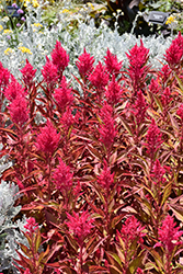 Flamma Bright Rose Celosia (Celosia 'Flamma Rose') at Lakeshore Garden Centres