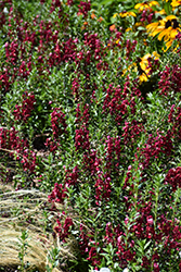 Archangel Ruby Sangria Angelonia (Angelonia angustifolia 'Balarcsang') at Lakeshore Garden Centres