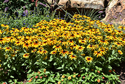 Rising Sun Chestnut Gold Coneflower (Rudbeckia hirta 'Rising Sun Chestnut Gold') at Lakeshore Garden Centres