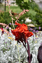 Red Velvet Canna (Canna 'Red Velvet') at Lakeshore Garden Centres