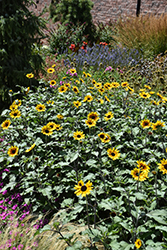Suncredible Saturn Sunflower (Helianthus 'Suncredible Saturn') at Lakeshore Garden Centres