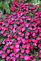 SunPatiens Compact Rose Glow New Guinea Impatiens (Impatiens 'SAKIMP061') at Lakeshore Garden Centres
