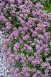 Stream Raspberry Sweet Alyssum (Lobularia maritima 'Stream Raspberry') at Lakeshore Garden Centres