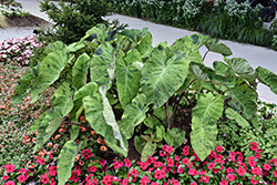 Mojito Elephant Ear (Colocasia esculenta 'Mojito') at Lakeshore Garden Centres