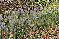 Blue Skywalker Speedwell (Veronica 'Blue Skywalker') at Lakeshore Garden Centres