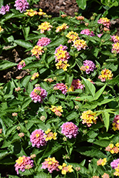 Shamrock Rose Lantana (Lantana 'Balshamose') at Lakeshore Garden Centres