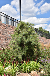Angel Falls Weeping White Pine (Pinus strobus 'Angel Falls') at Lakeshore Garden Centres