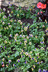 Summer Wave Bouquet Gold Torenia (Torenia 'Summer Wave Bouquet Gold') at Lakeshore Garden Centres