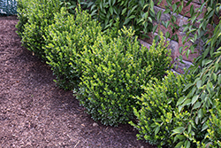 NewGen Freedom Boxwood (Buxus 'SB 300') at Lakeshore Garden Centres