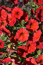SuperCal Premium Red Maple Petchoa (Petchoa 'SuperCal Premium Red Maple') at Lakeshore Garden Centres