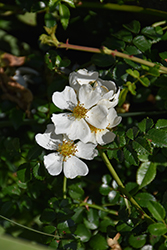 Memorial Rose (Rosa wichuraiana var. poterifolia) at Lakeshore Garden Centres