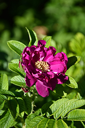 Scarlet Pavement Rose (Rosa 'HANuhl') at Lakeshore Garden Centres