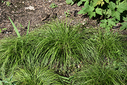 Appalachian Sedge (Carex appalachica) at Lakeshore Garden Centres