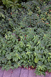 St. John's Wort (Hypericum calycinum) at Lakeshore Garden Centres