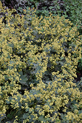 Gold Strike Lady's Mantle (Alchemilla 'Gold Strike') at Lakeshore Garden Centres
