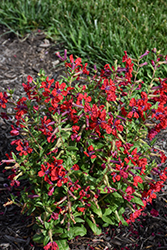 Totally Tempted Watermelon Wine Cuphea (Cuphea procumbens 'Watermelon Wine') at Lakeshore Garden Centres