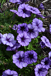 Trilogy Blue Vein Petunia (Petunia 'Trilogy Blue Vein') at Lakeshore Garden Centres