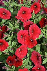 Trilogy Red Petunia (Petunia 'Trilogy Red') at Lakeshore Garden Centres