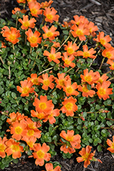 Mojave Tangerine Portulaca (Portulaca grandiflora 'Mojave Tangerine') at Lakeshore Garden Centres