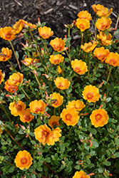 Mojave Mango Portulaca (Portulaca oleracea 'WGPORMM25') at Lakeshore Garden Centres