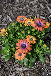 Akila Hawaii Sunset African Daisy (Osteospermum ecklonis 'Akila Hawaii Sunset') at Lakeshore Garden Centres