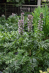 Bear's Breeches (Acanthus spinosus) at Lakeshore Garden Centres
