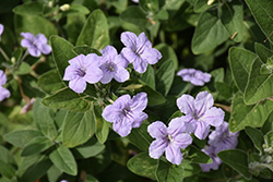 Hairy Wild Petunia (Ruellia humilis) at Lakeshore Garden Centres