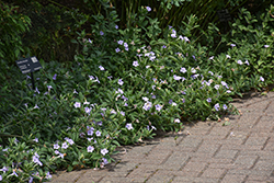 Hairy Wild Petunia (Ruellia humilis) at Lakeshore Garden Centres
