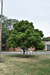 Three Flowered Maple (Acer triflorum) at Lakeshore Garden Centres